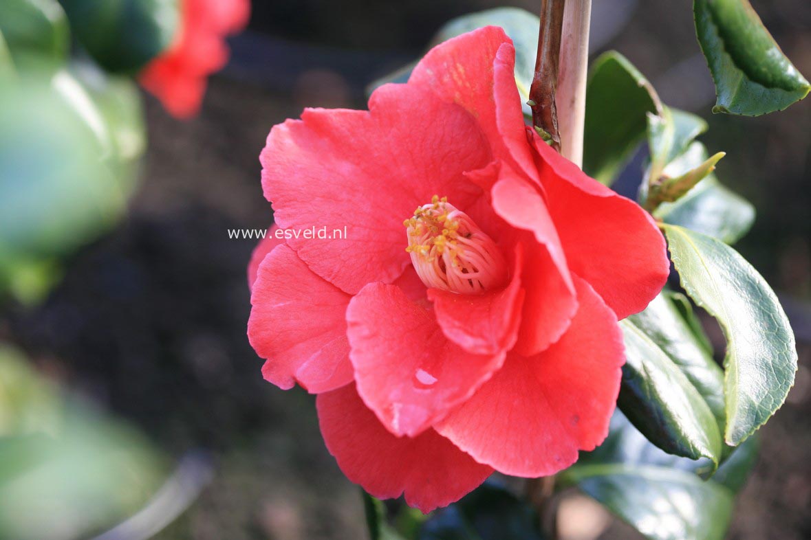 Camellia japonica 'Gloire de Nantes'