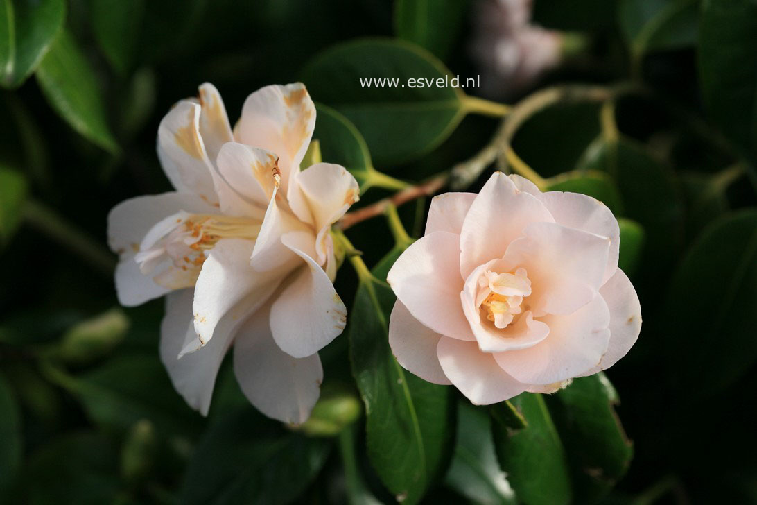 Camellia japonica 'Hagoromo'