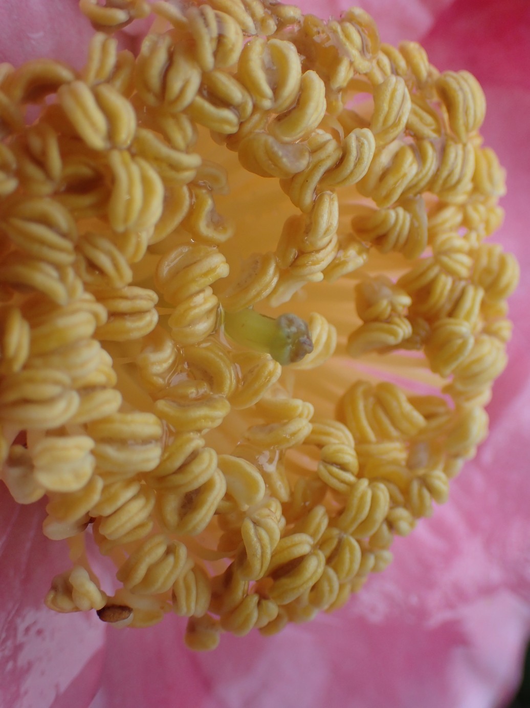 Camellia japonica 'Hi-no-tsuri'