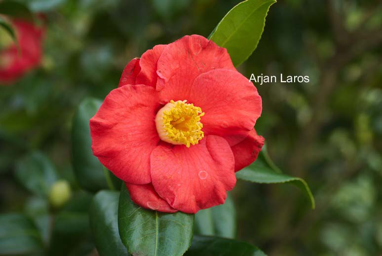 Camellia japonica 'Jupiter'