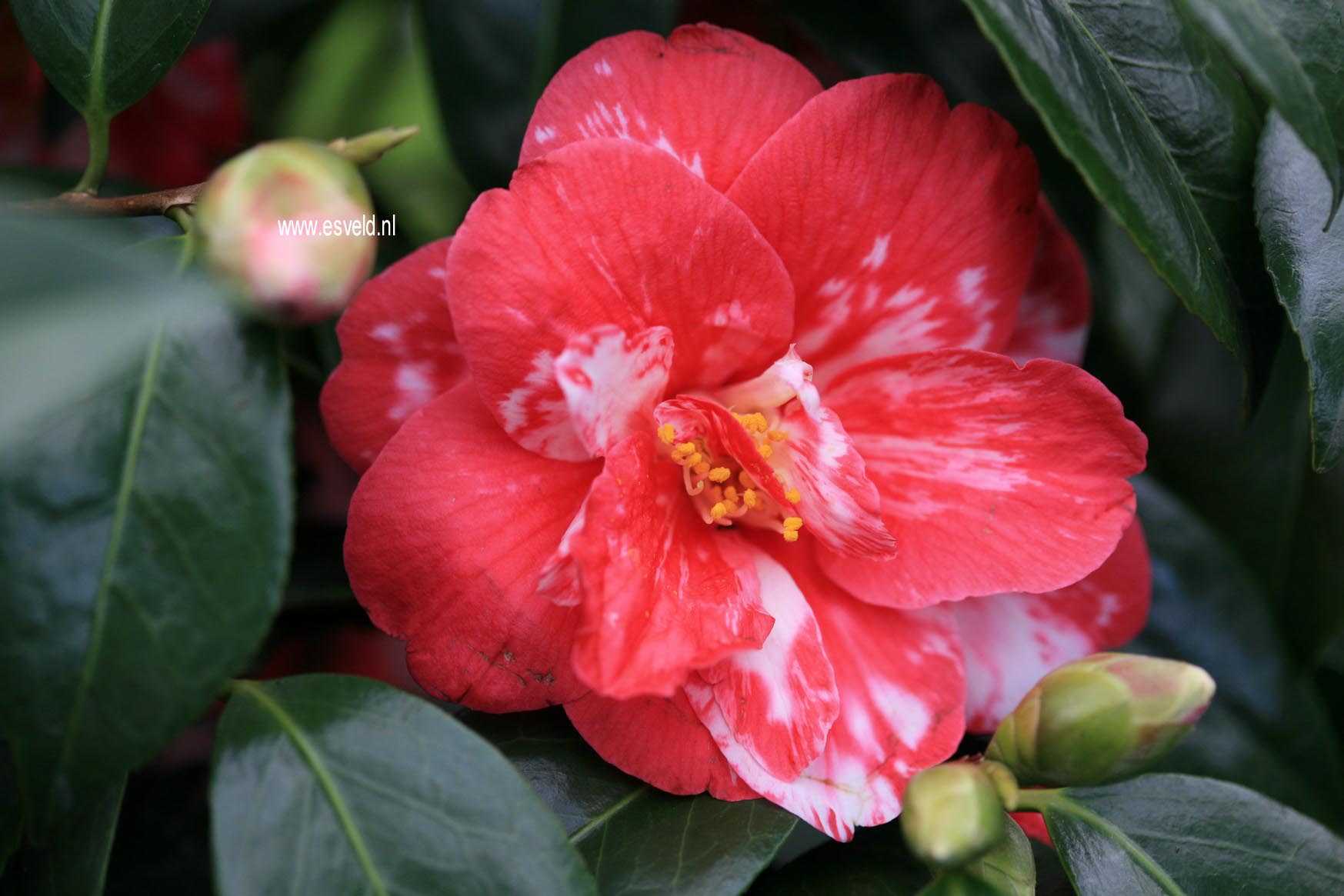 Camellia japonica 'Masayoshi'