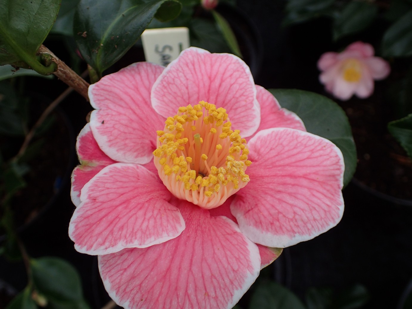 Camellia japonica 'Sanpei-tsubaki'