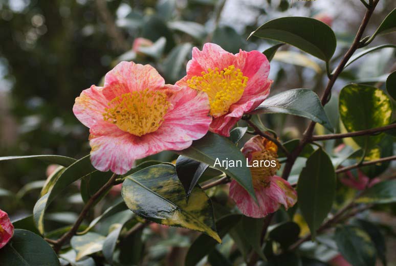 Camellia japonica 'Shin-tsukasa-nishiki'