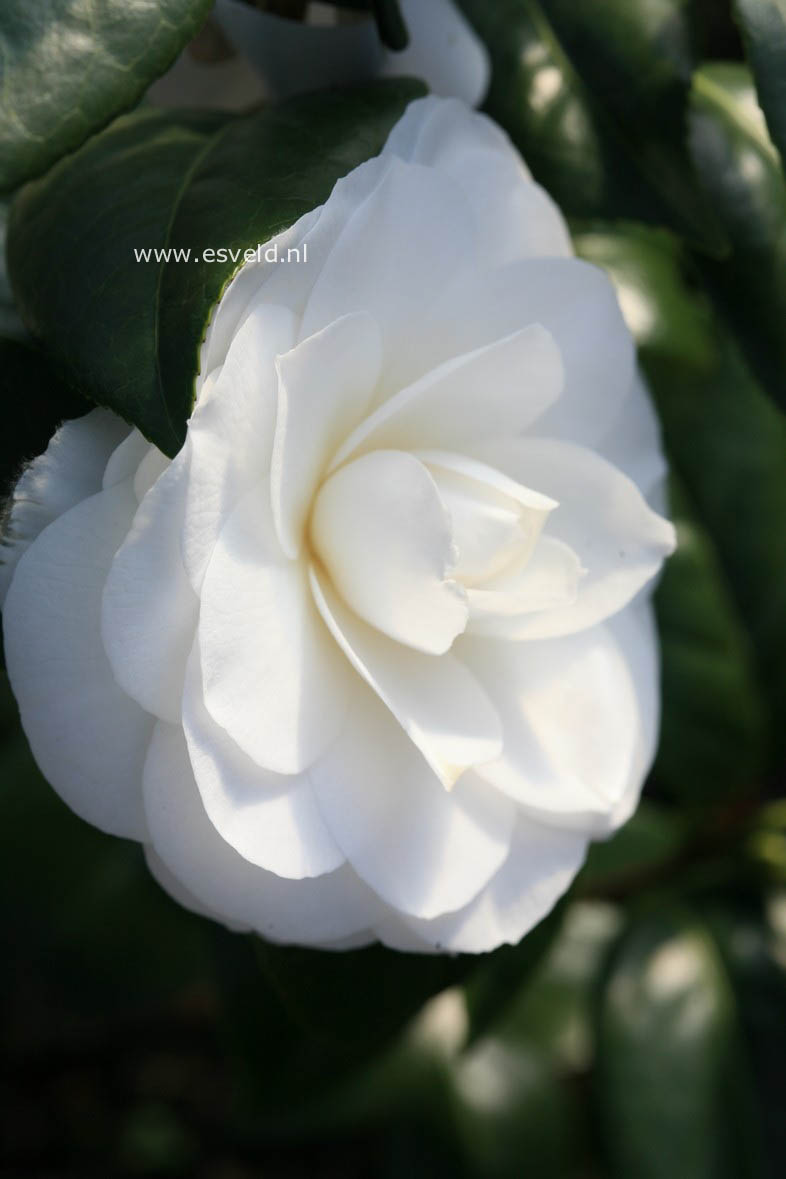 Camellia japonica 'Snow White'