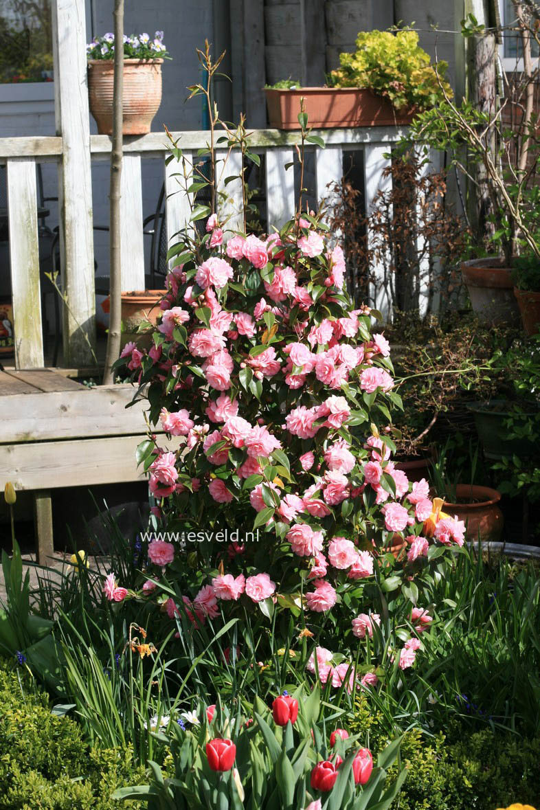 Camellia japonica 'Spring Festival'
