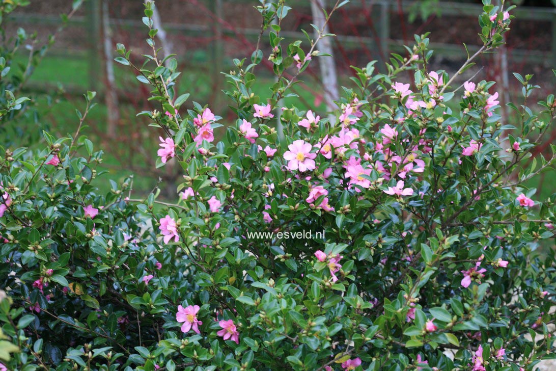 Camellia sasanqua 'Hugh Evans'