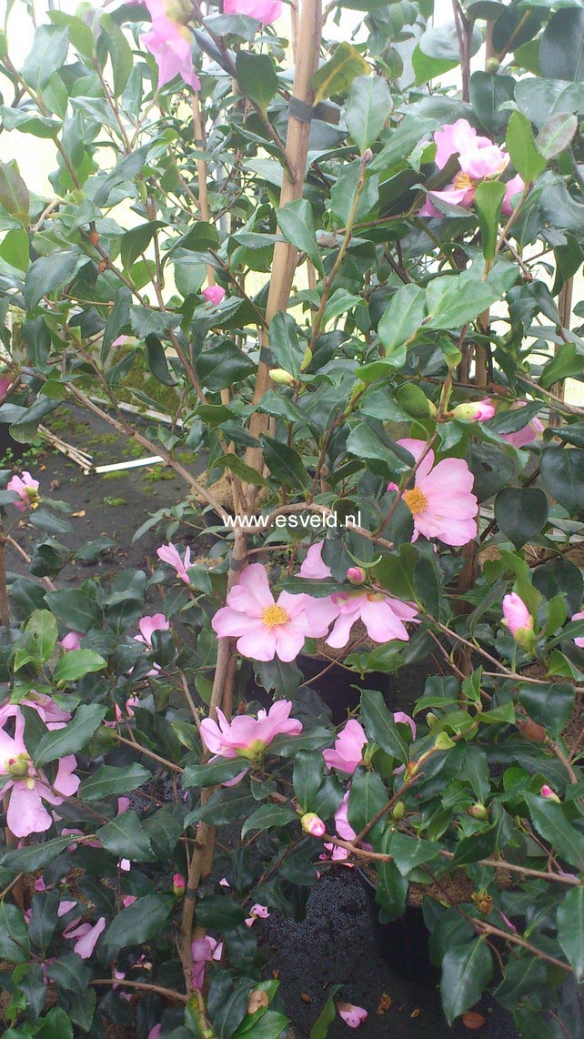 Camellia sasanqua 'New Dawn'