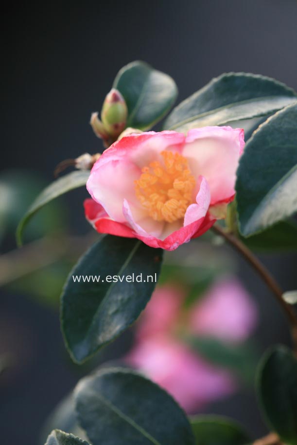 Camellia sasanqua 'Rainbow'