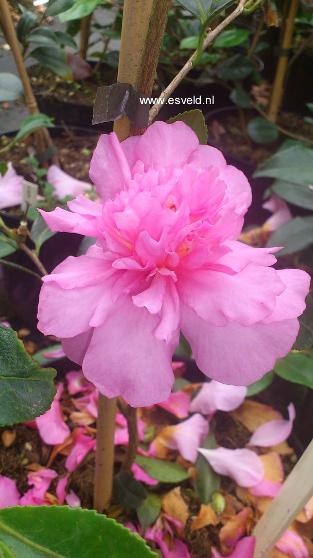 Camellia sasanqua 'Sparkling Burgundy'
