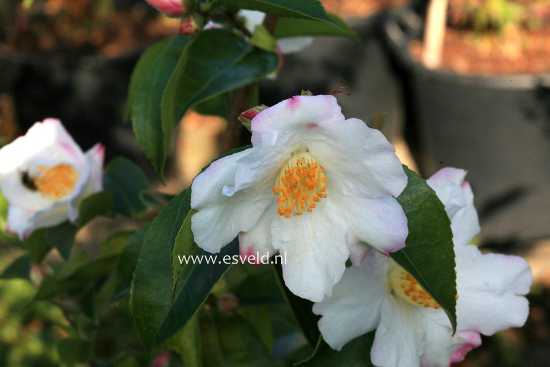 Camellia sasanqua 'Yoimachi'
