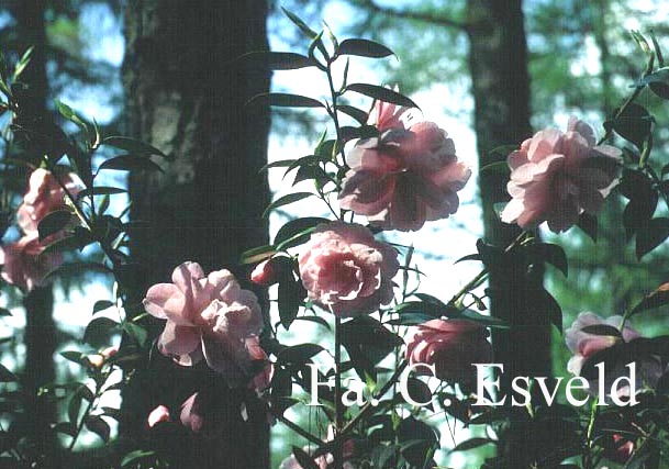 Camellia williamsii 'Donation'