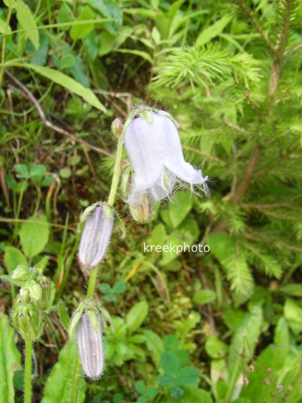 Campanula barbata