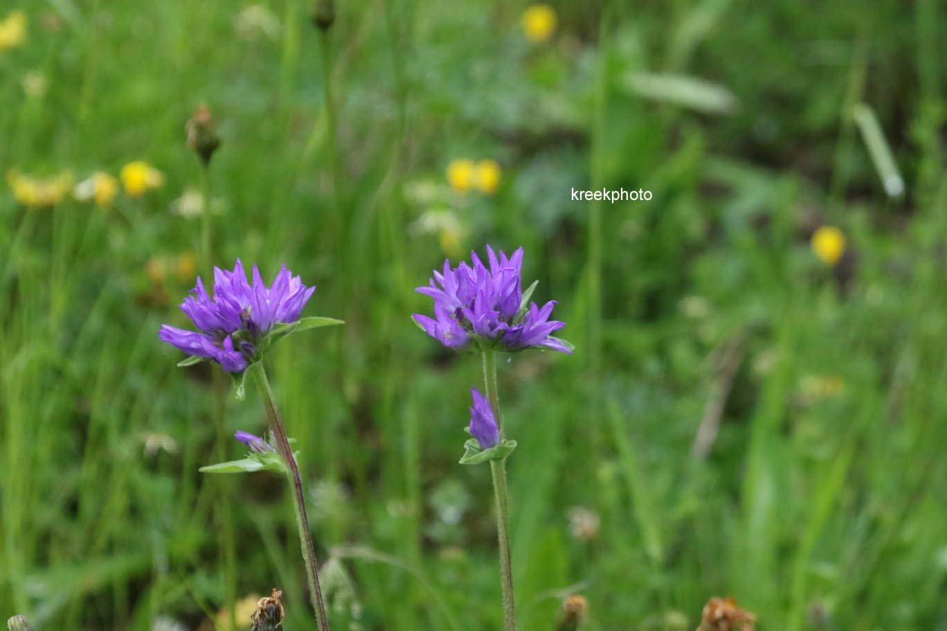 Campanula glomerata