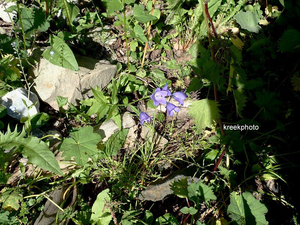 Campanula persicifolia