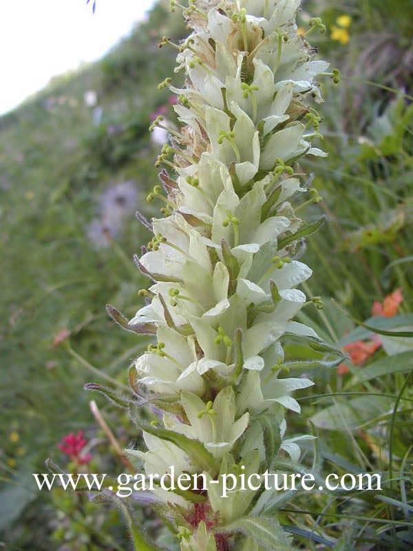 Campanula thyrsoides