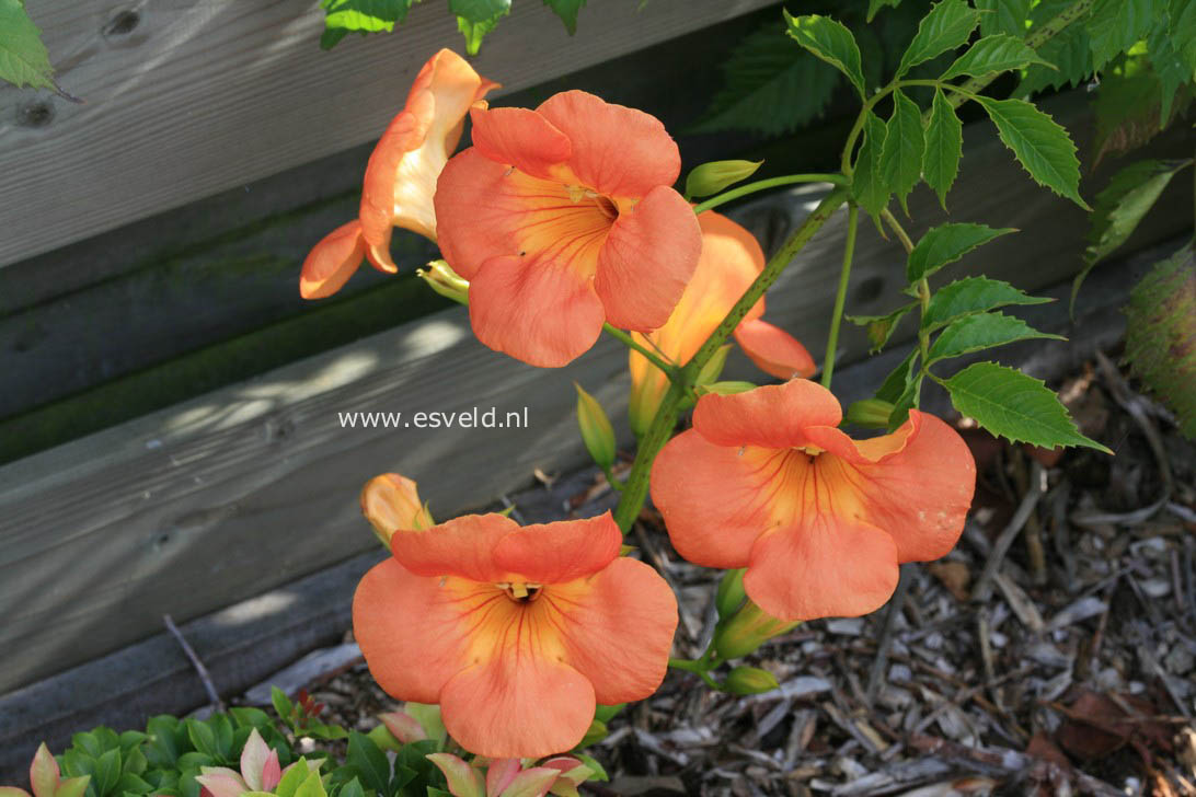 Campsis grandiflora 'Fransa'