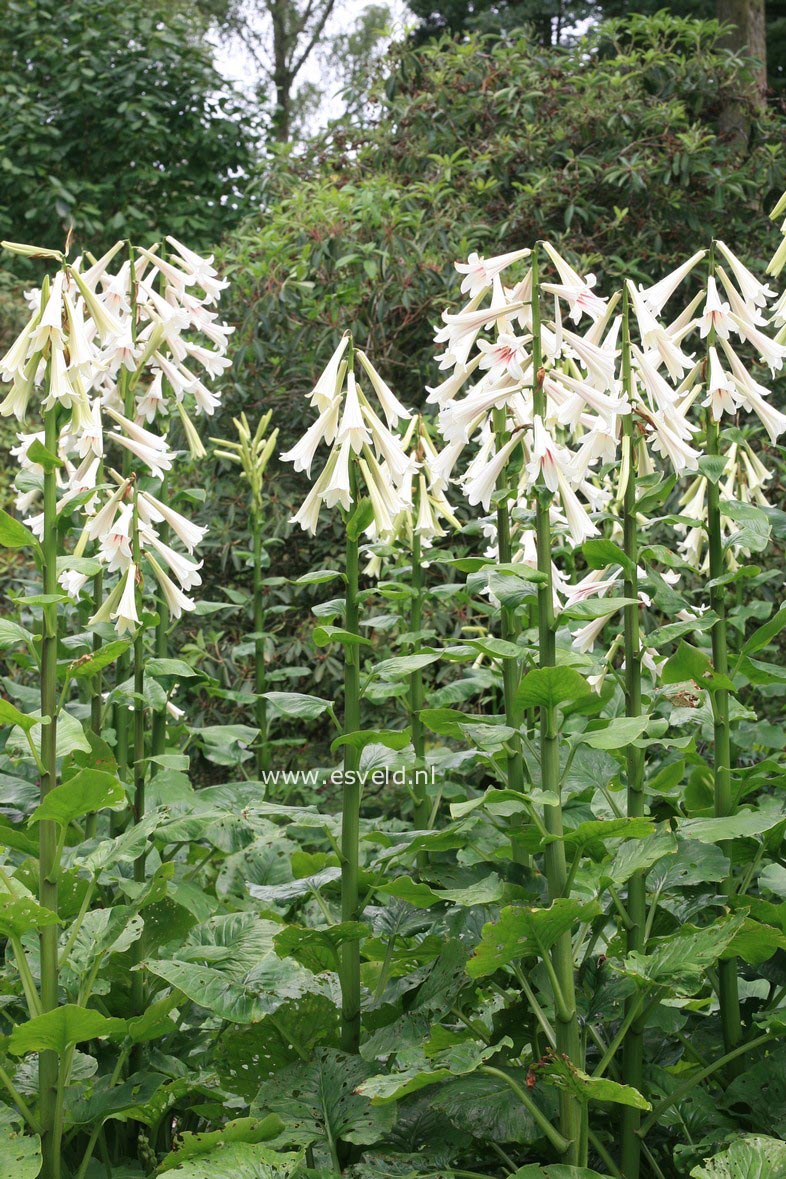 Cardiocrinum giganteum