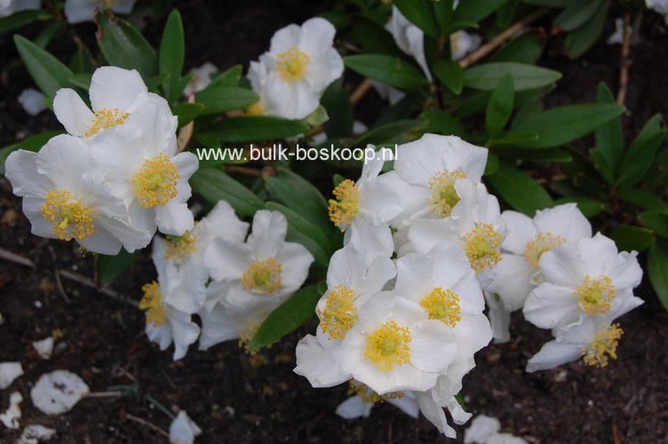 Carpenteria californica 'Bodnant'