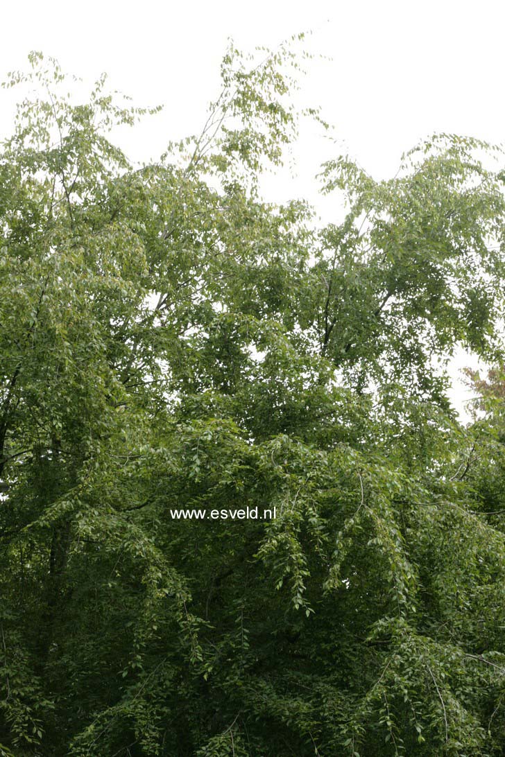 Carpinus turczaninovii