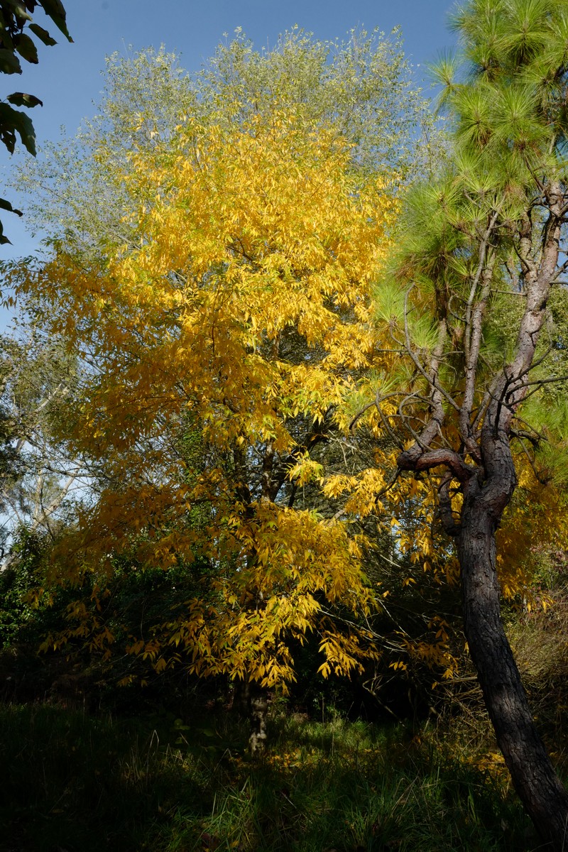 Carya cordiformis