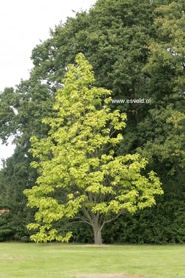 Catalpa speciosa