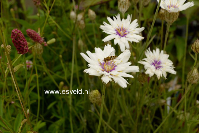 Catananche caerulea 'Alba'