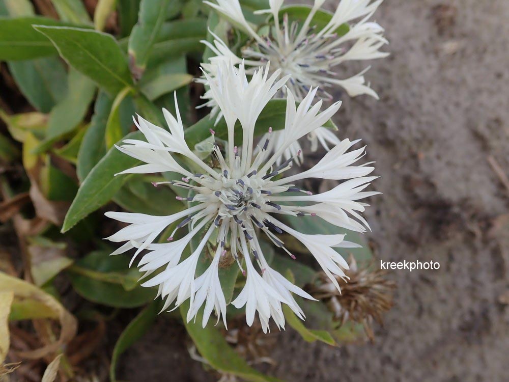 Centaurea montana 'Alba'