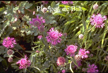 Centaurea scabiosa