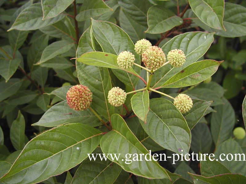 Cephalanthus occidentalis