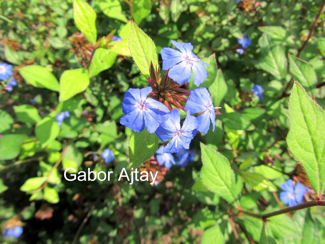 Ceratostigma willmottianum
