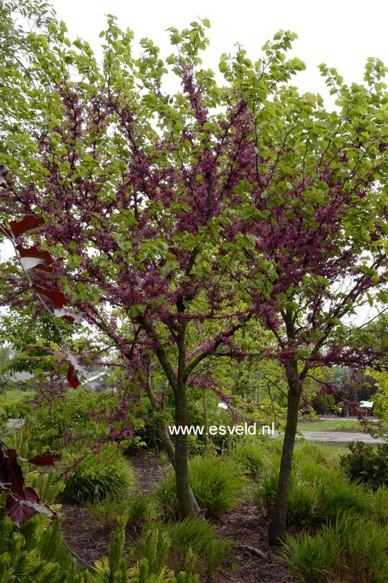 Cercis siliquastrum 'Bodnant'