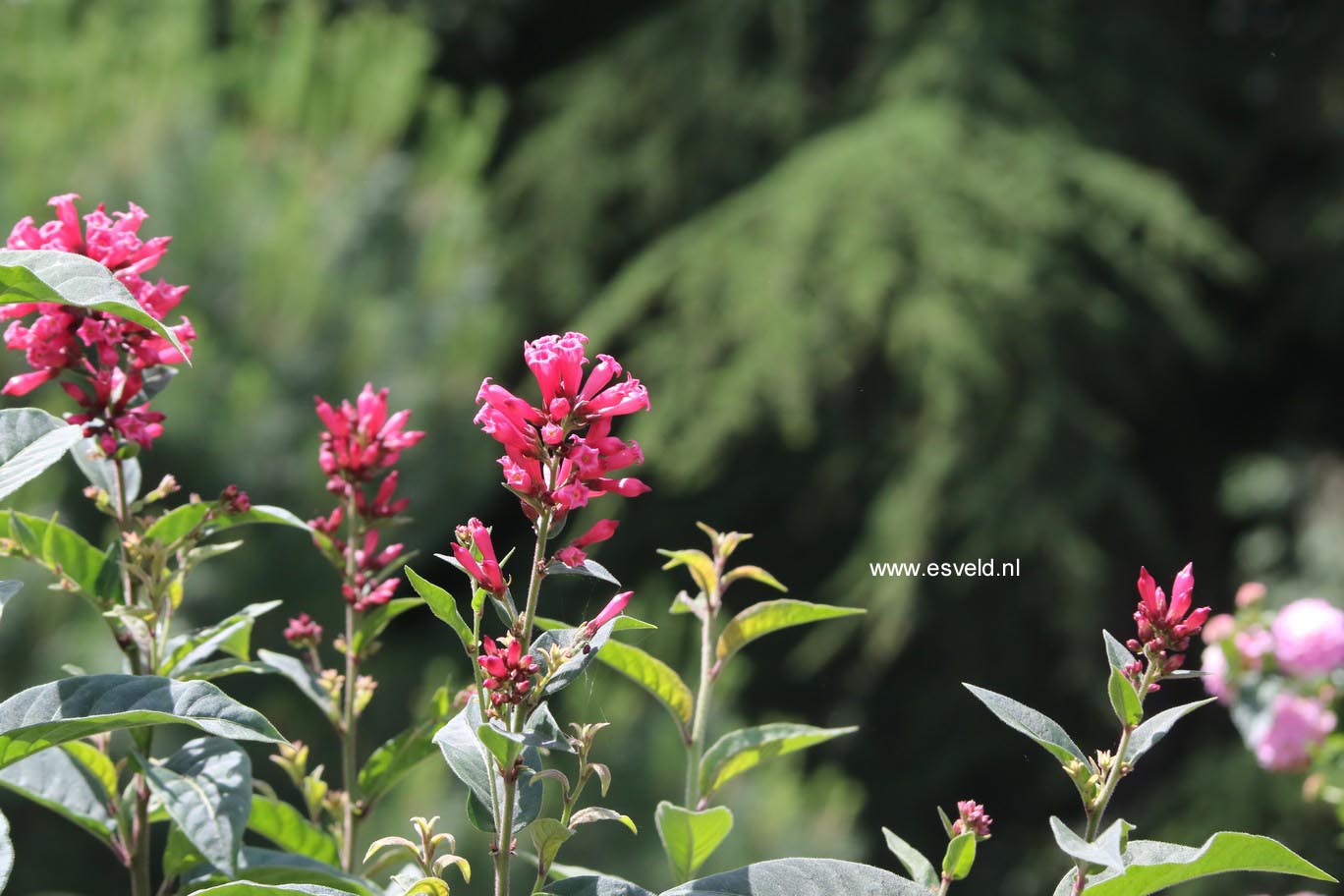 Cestrum elegans