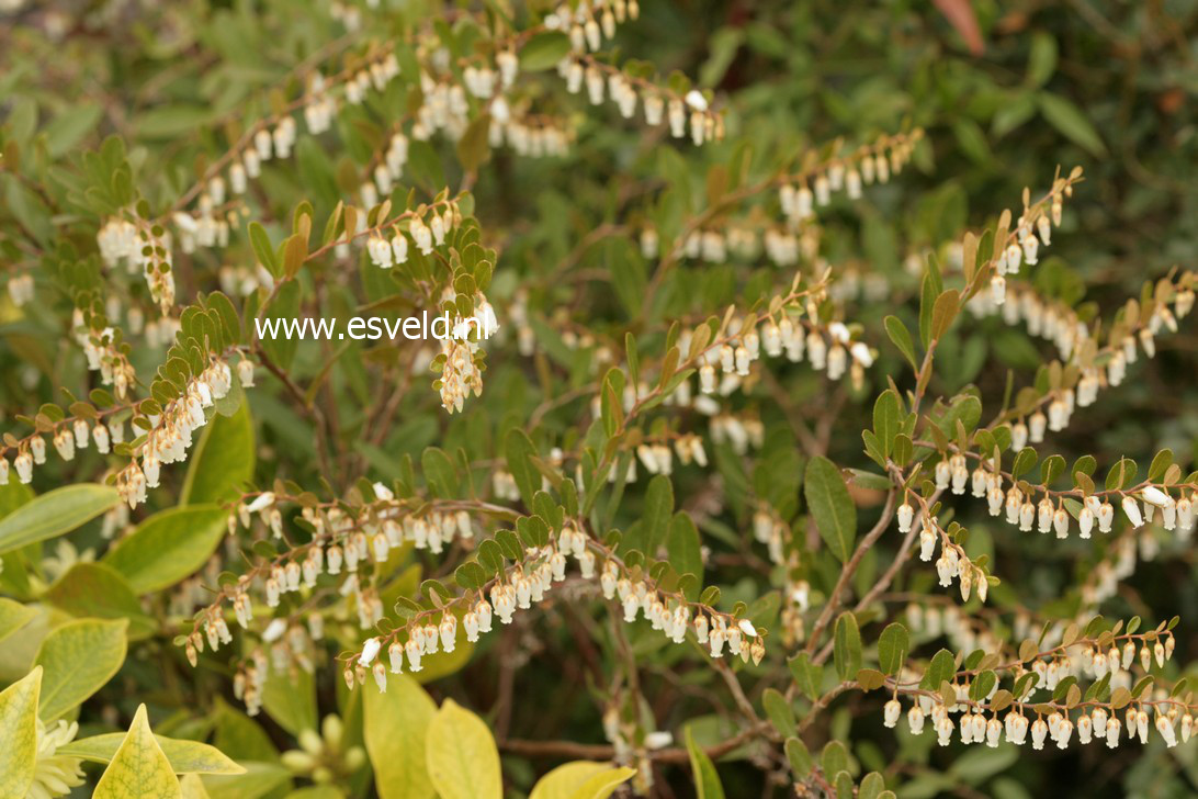Chamaedaphne calyculata