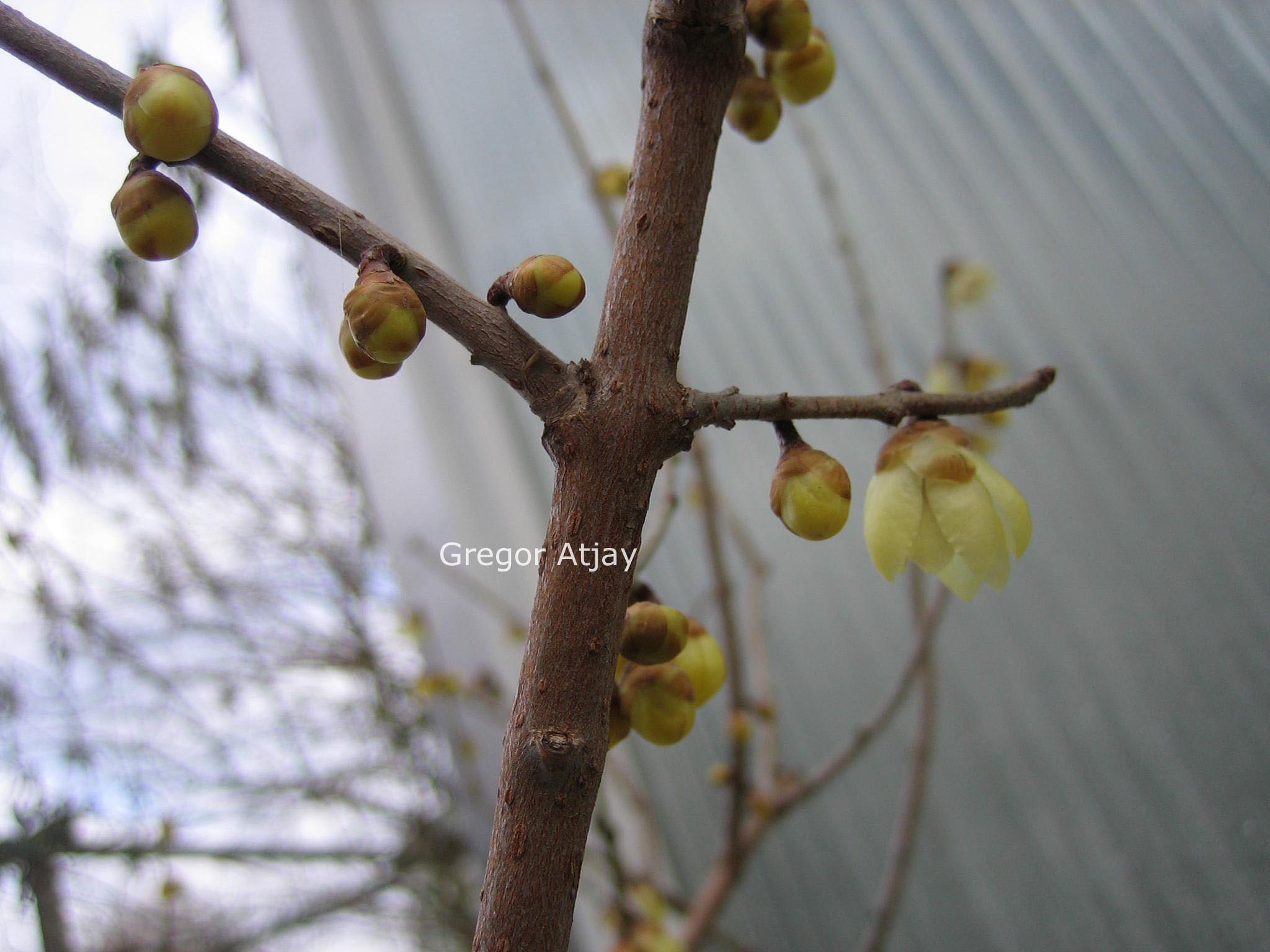 Chimonanthus yunnanensis