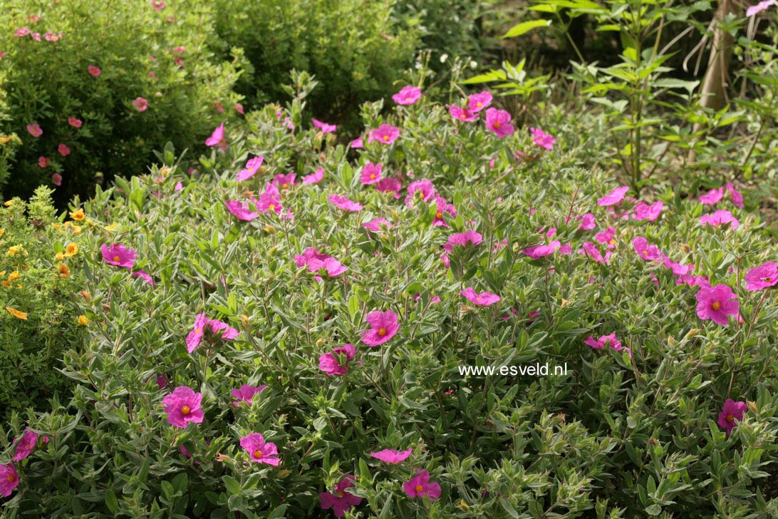 Cistus pulverulentus 'Sunset'