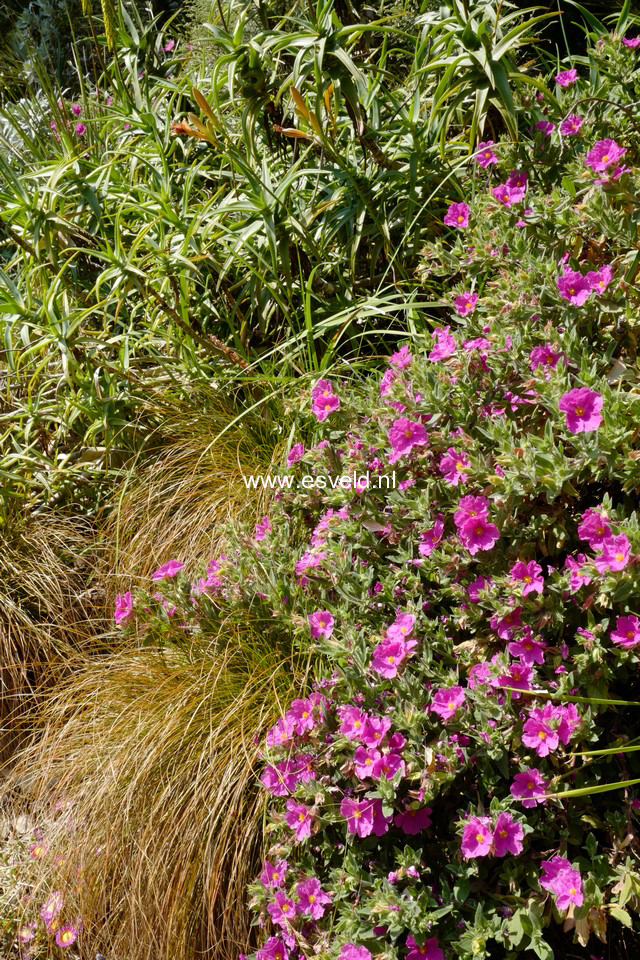 Cistus pulverulentus