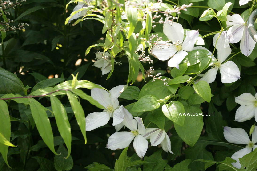 Clematis 'Alba Luxurians'