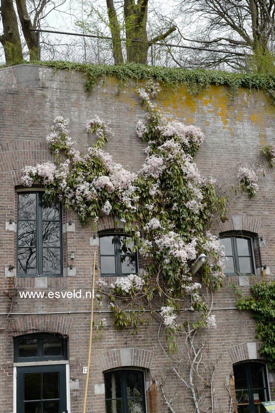 Clematis 'Apple Blossom'