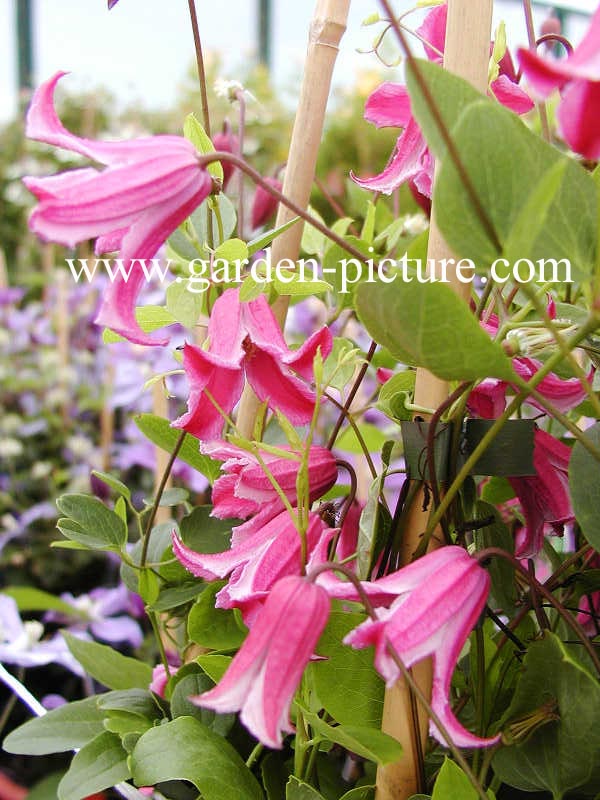 Clematis 'Etoile Rose'