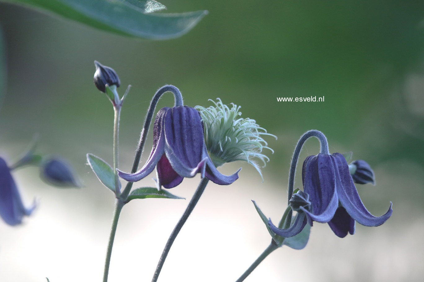 Clematis 'Fascination'