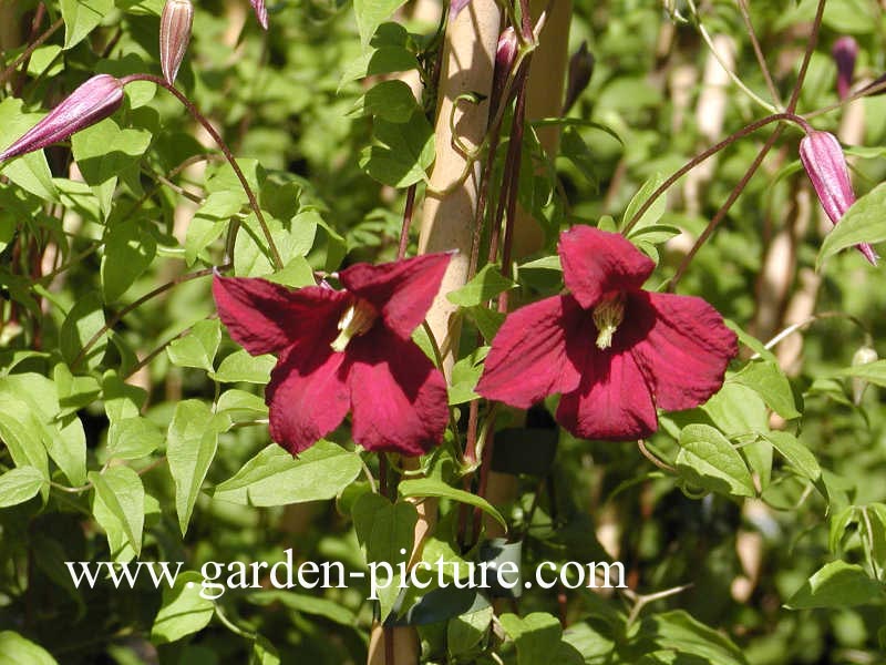 Clematis 'Madame Julia Correvon'