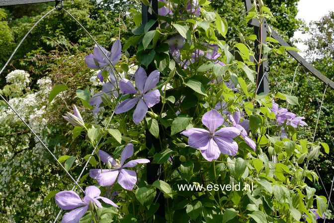 Clematis 'Perle d'Azur'