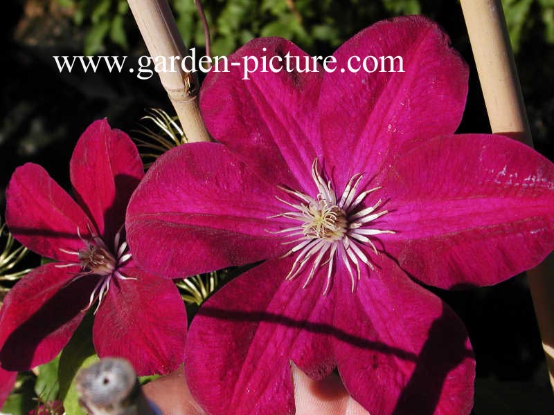 Clematis 'Rouge Cardinal'