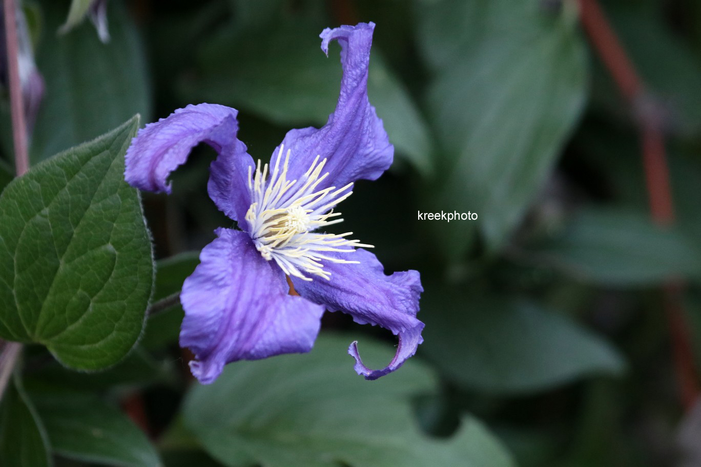 Clematis 'Zobluepi' (BLUE PIROUETTE)
