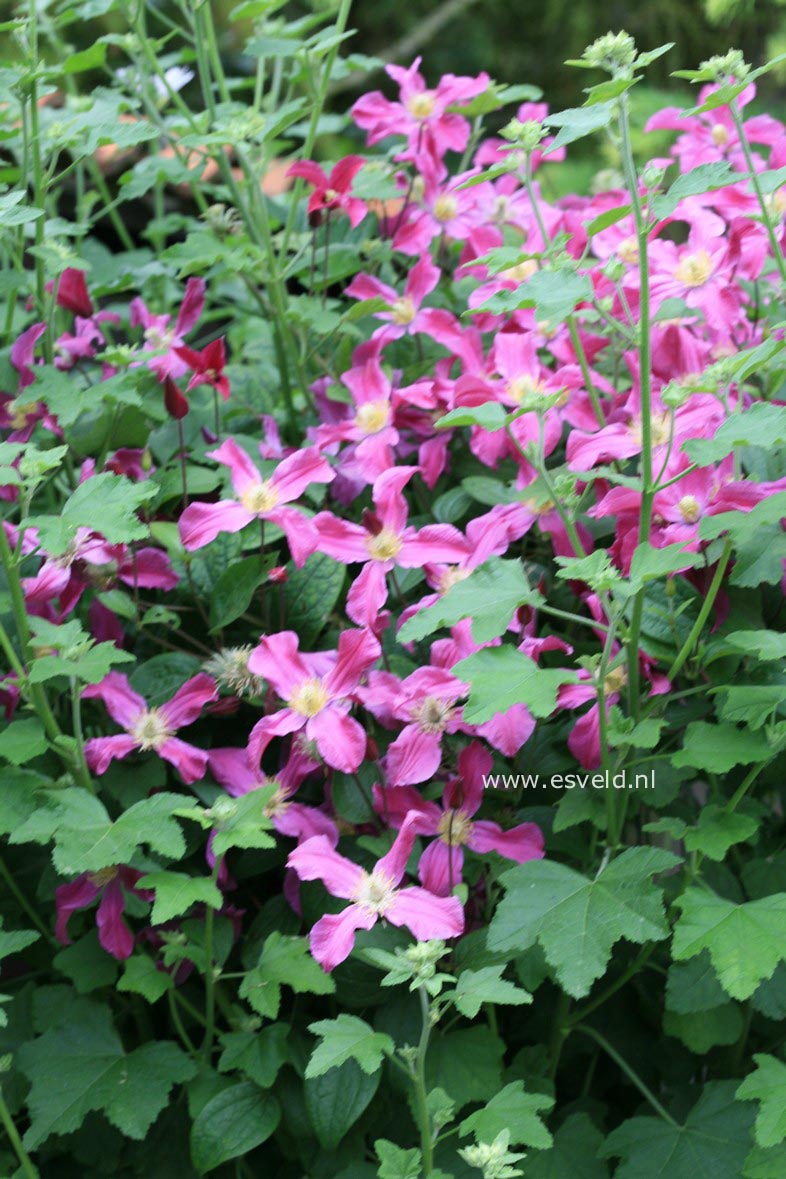 Clematis 'Zoin' (INSPIRATION)