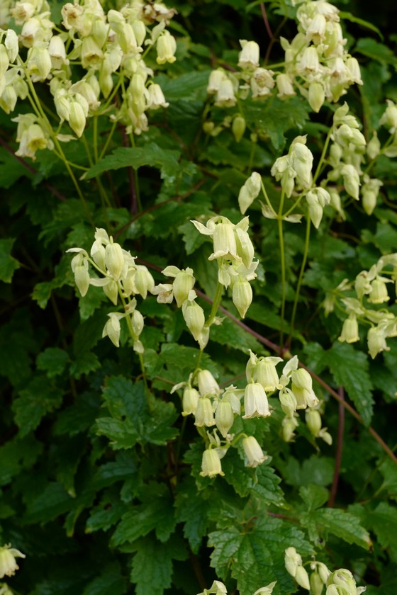Clematis rehderiana