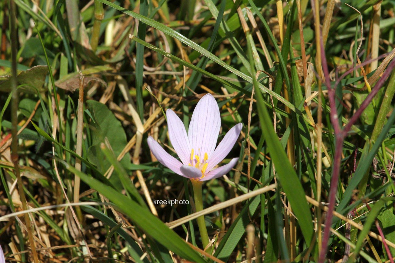 Colchicum autumnale