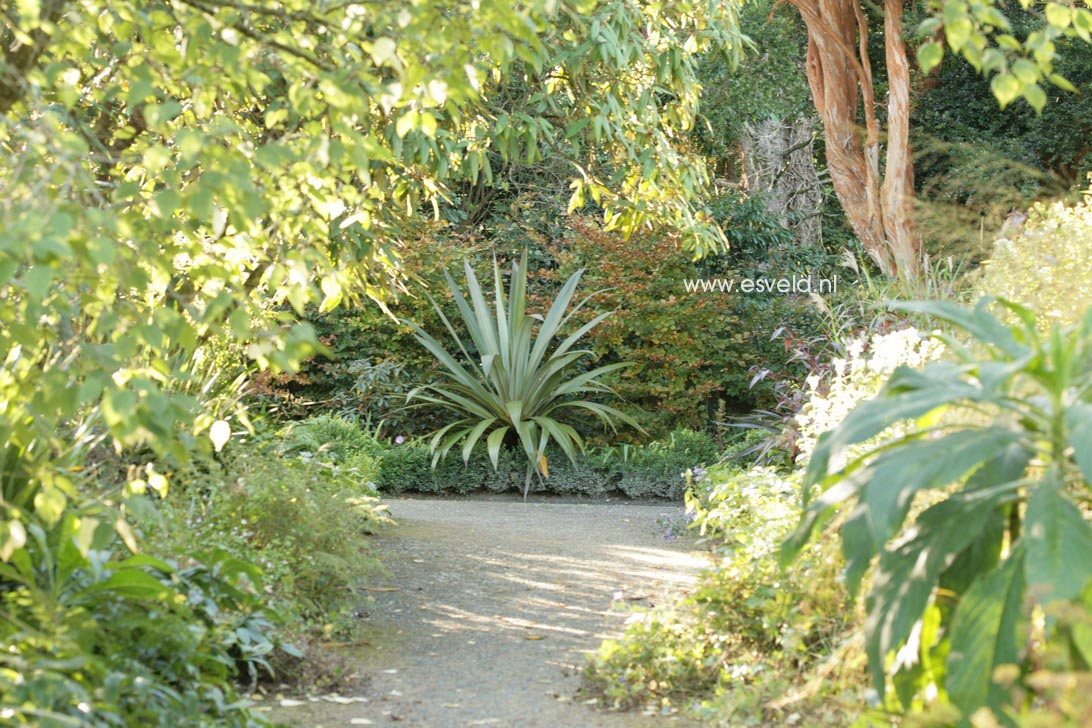 Cordyline indivisa