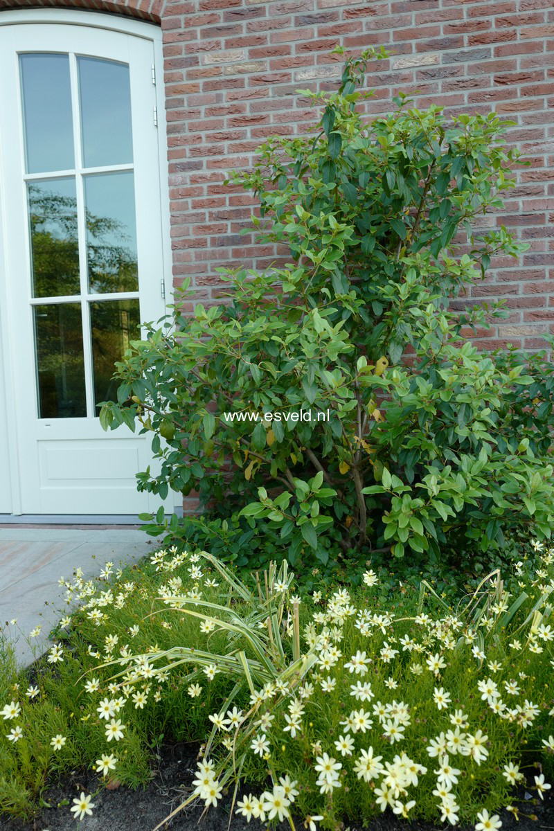 Coreopsis verticillata 'Moonbeam'
