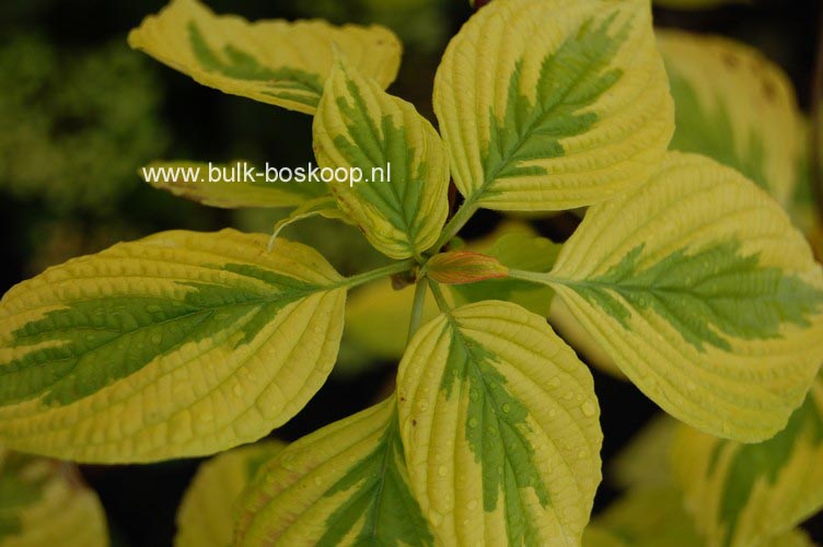Cornus alternifolia 'W. Stackman' (GOLDEN SHADOWS)